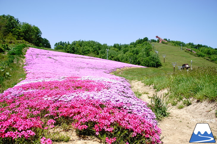 倶知安旭ヶ丘スキー場と三島さん家の芝桜の丘。